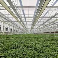 greenhouse interior with sunlight on plants